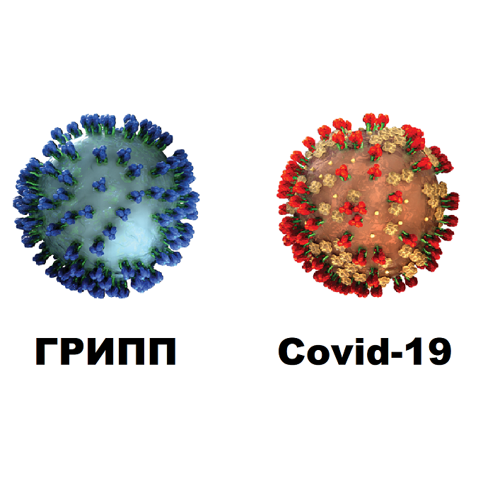 Группа вирусов гриппа. Вирус гриппа. Вирусы гриппа и Ковида. Грипп и коронавирус. Разница между вирусом гриппа и коронавирусом.